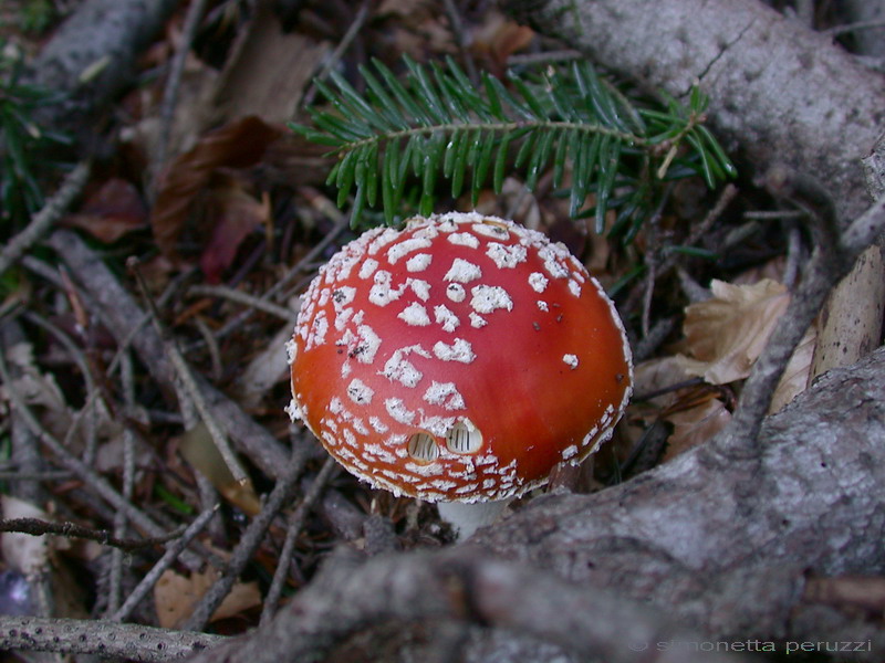 Funghi del vento e della siccit